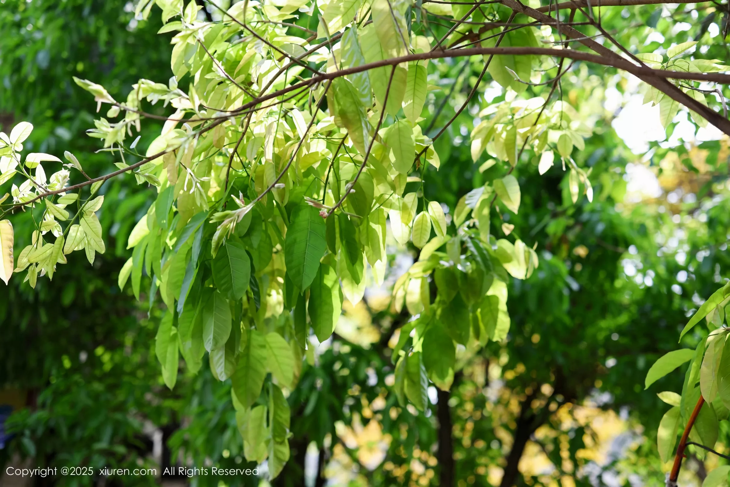 Xrmnw.Vip_茂木希子_写真